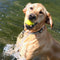 Traceur GPS Chien Chasse