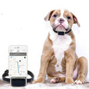 COLLIER TRACEUR GPS TEMPS RÉEL SANS ABONNEMENT POUR ANIMAUX