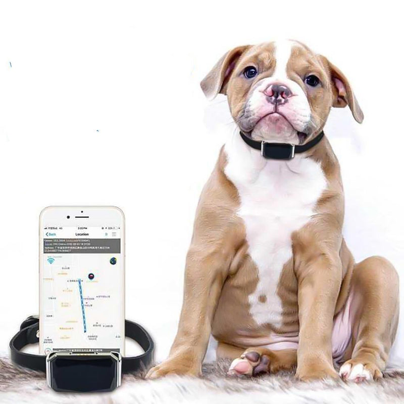 COLLIER TRACEUR GPS TEMPS RÉEL SANS ABONNEMENT POUR ANIMAUX